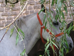 REMPARTS LONGWY 2008 269